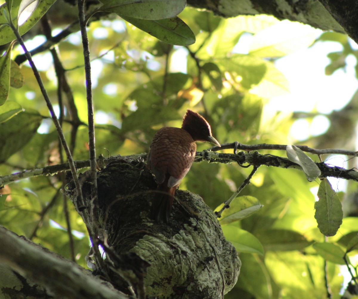 Waved Woodpecker (Scale-breasted) - ML635847659