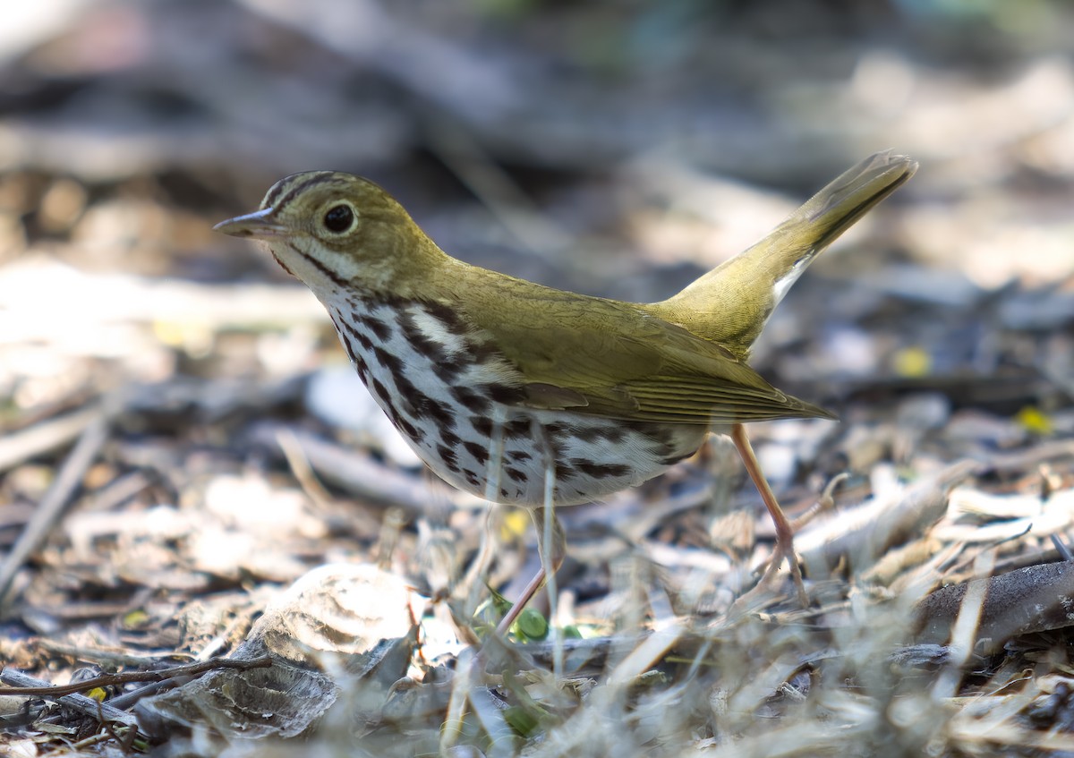 Ovenbird - ML635847667