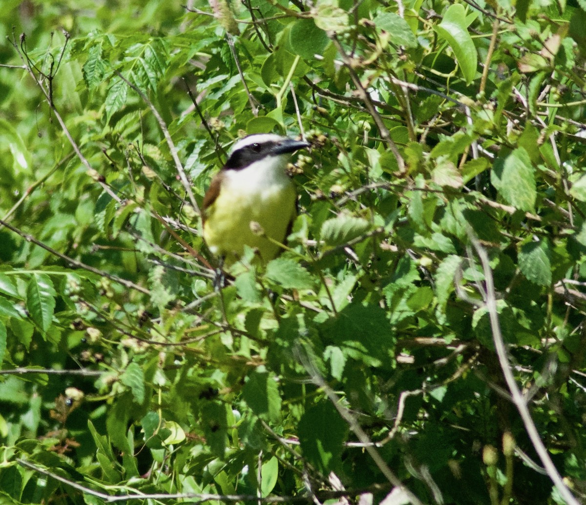 Great Kiskadee - ML635847690