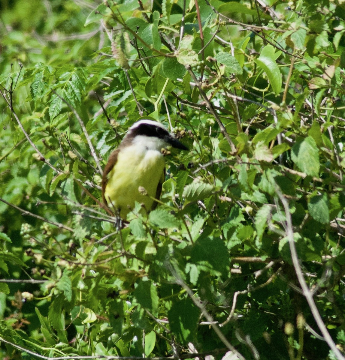 Great Kiskadee - ML635847692