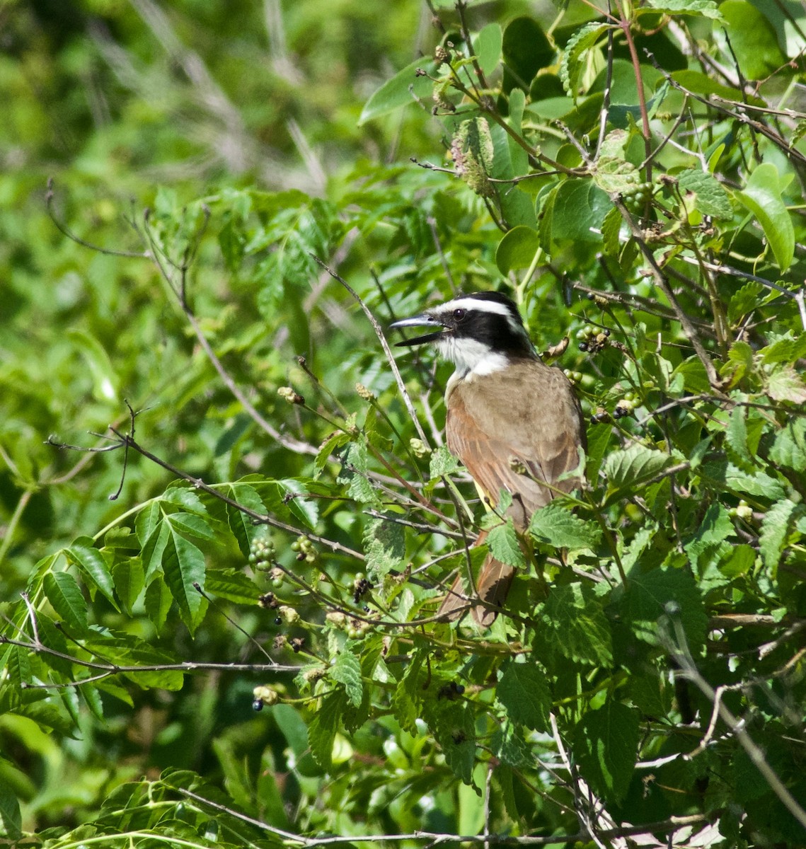 Great Kiskadee - ML635847694