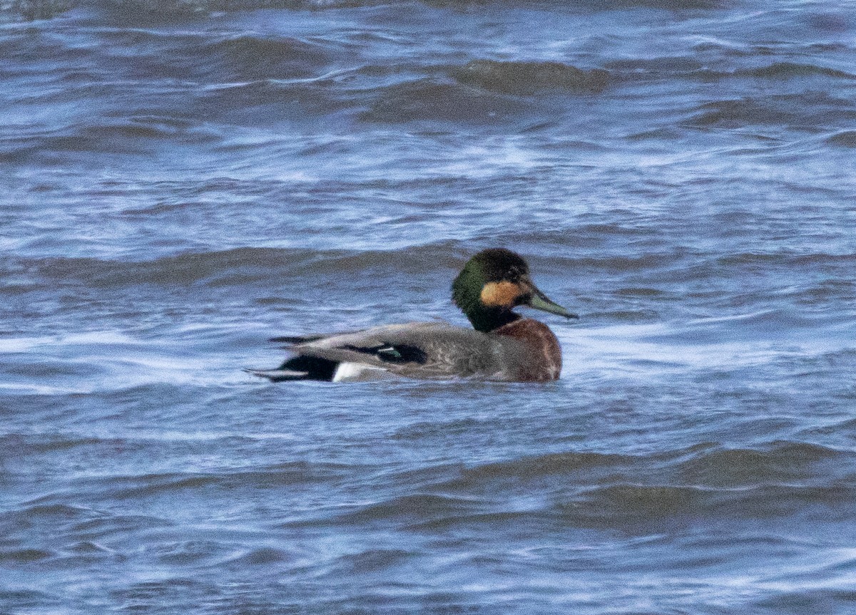 Gadwall x Mallard (hybrid) - ML635847823