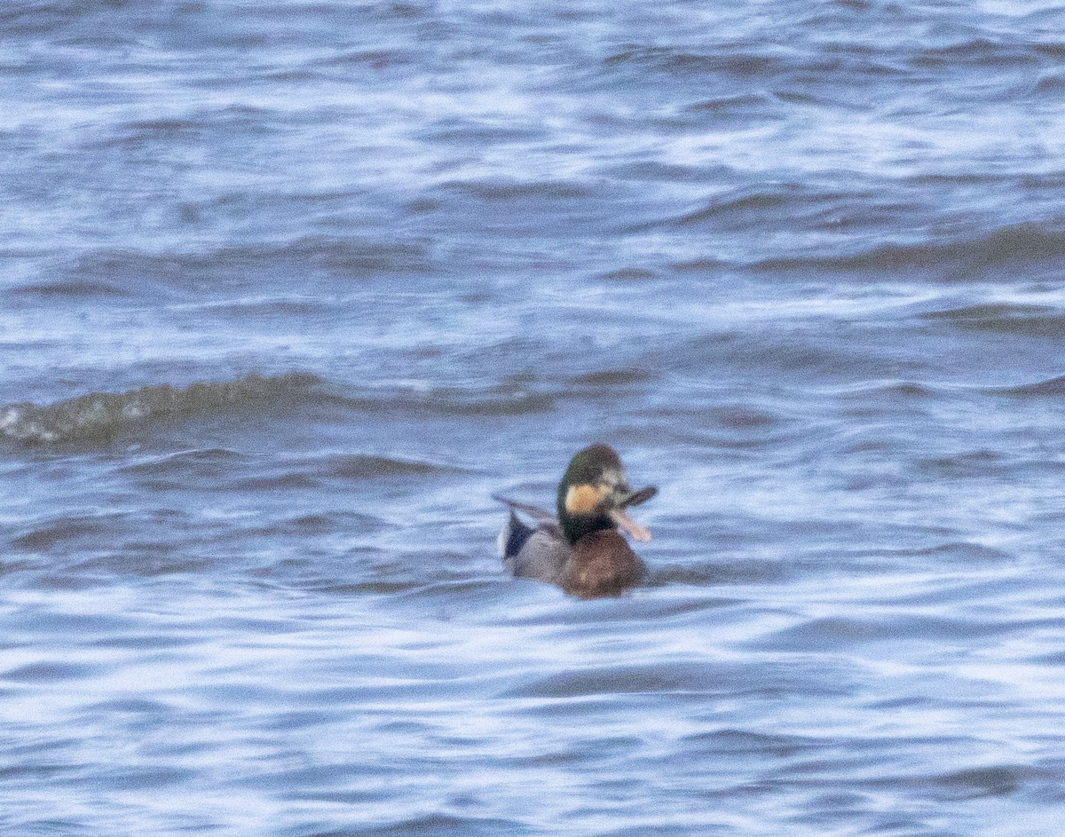 Gadwall x Mallard (hybrid) - ML635847824