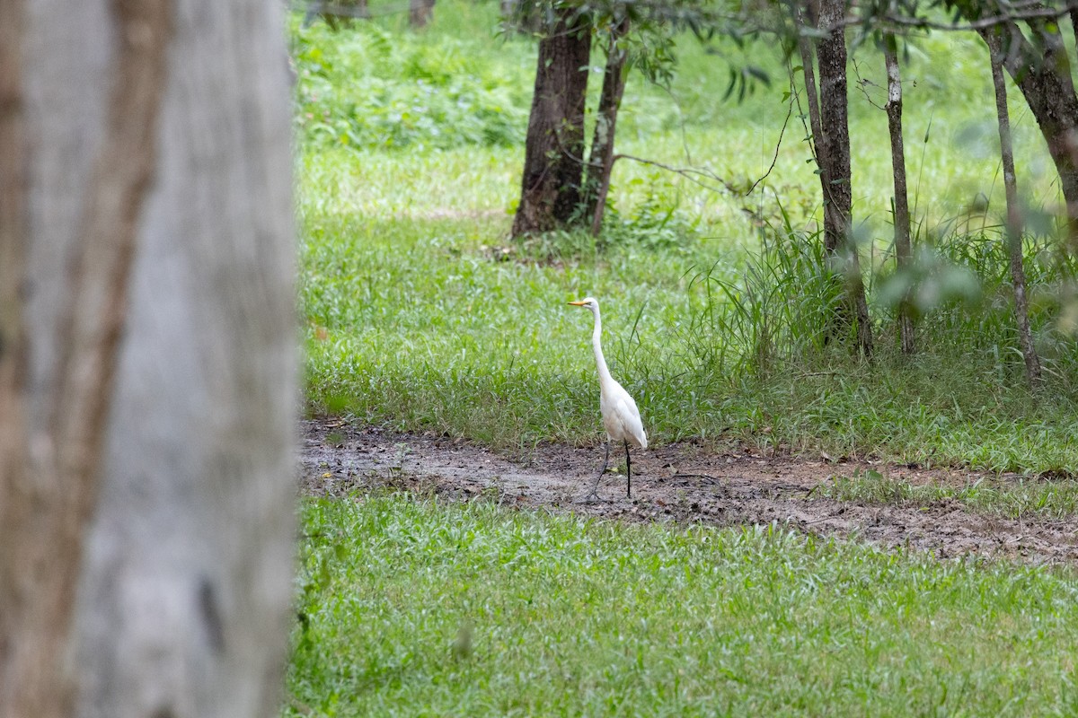 Grande Aigrette - ML635847853