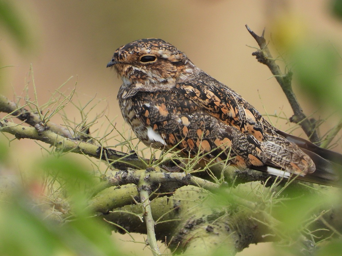 Lesser Nighthawk - ML635847914
