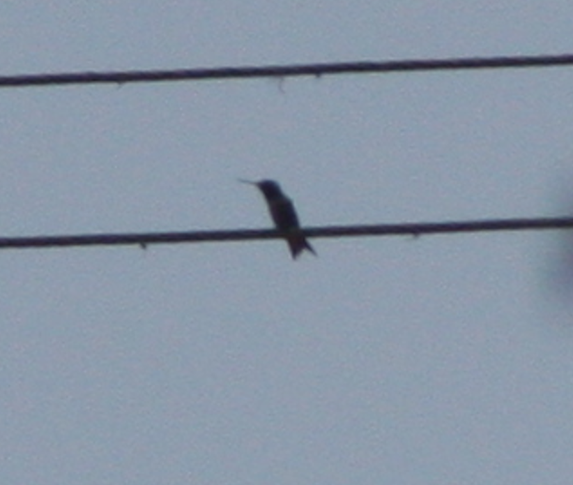 Ruby-throated Hummingbird - ML635847948