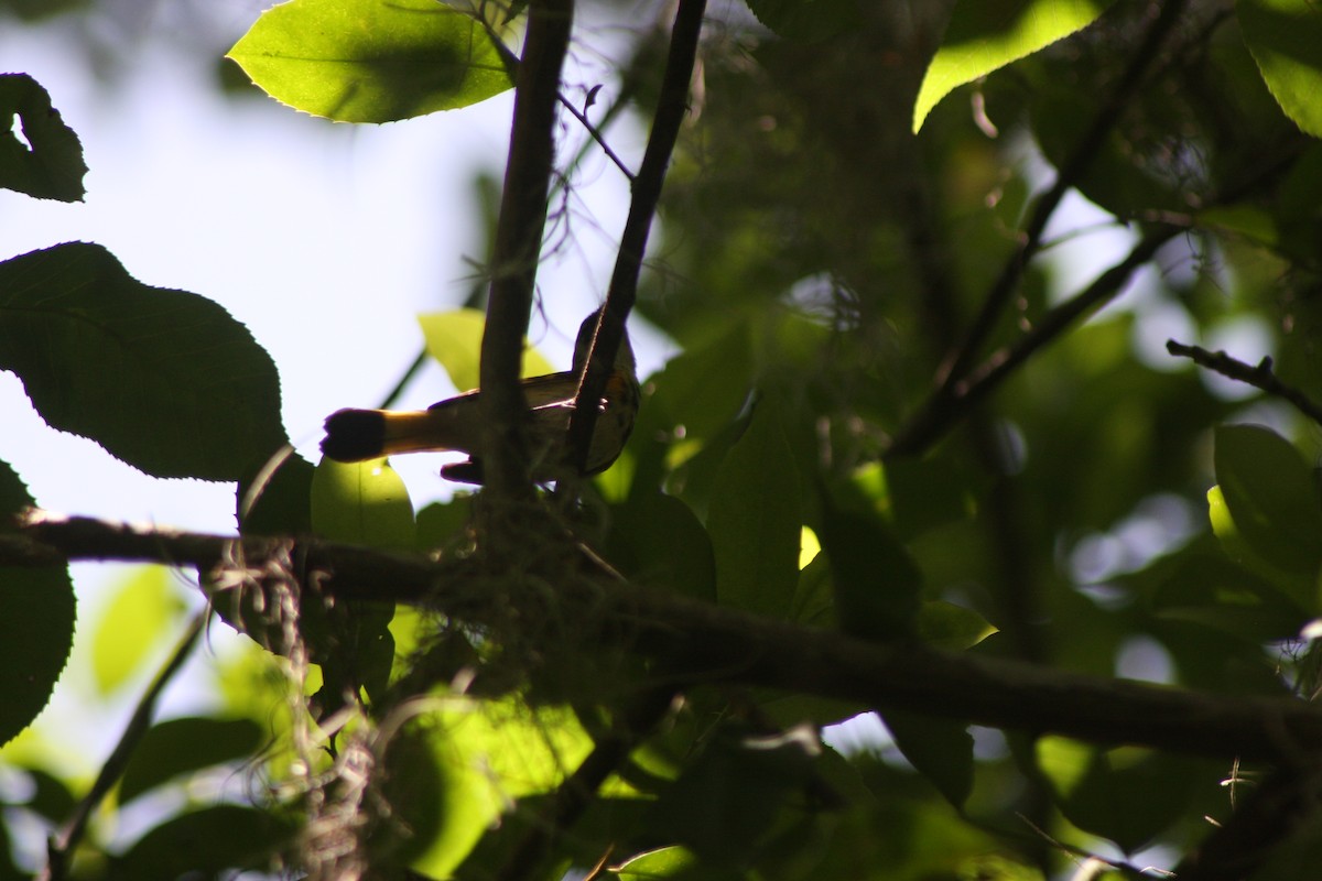 American Redstart - ML635847956