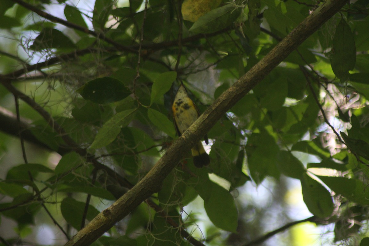 American Redstart - ML635847957