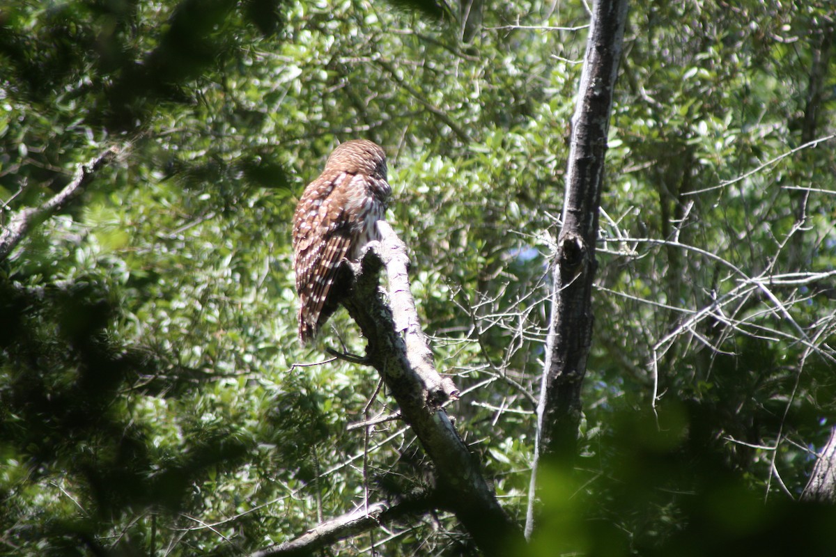 Barred Owl - ML635847960