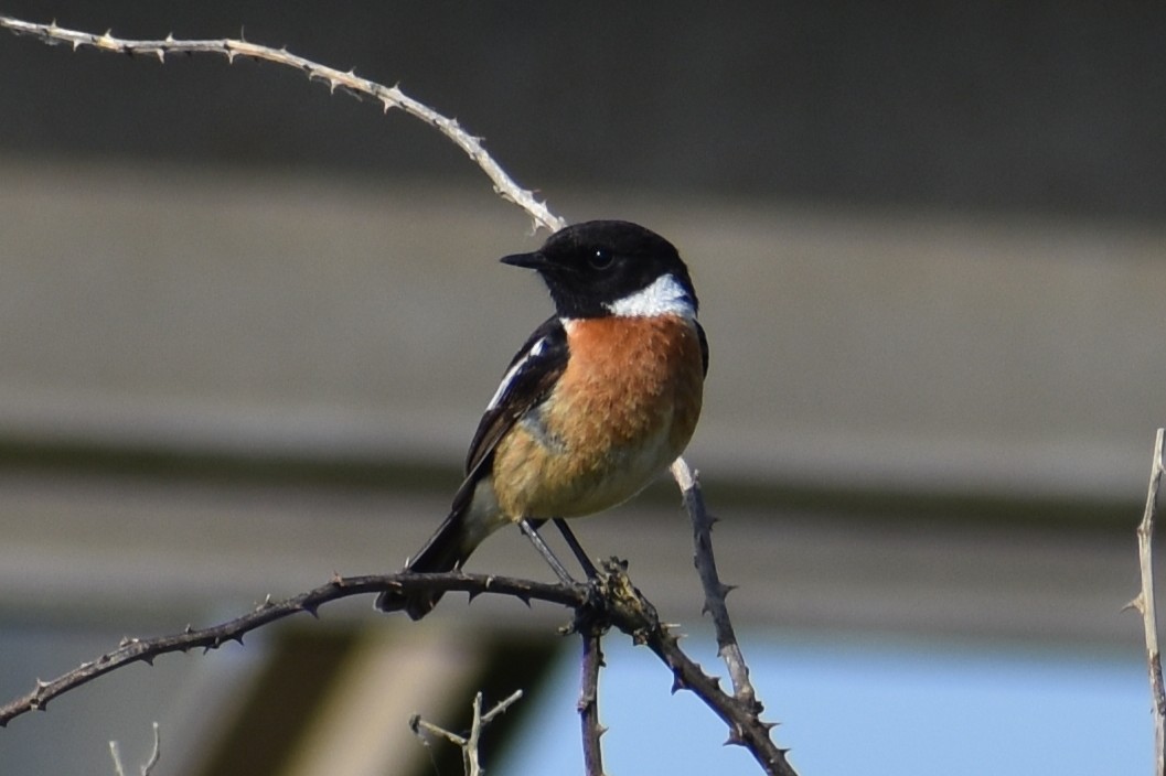 European Stonechat - ML635847971