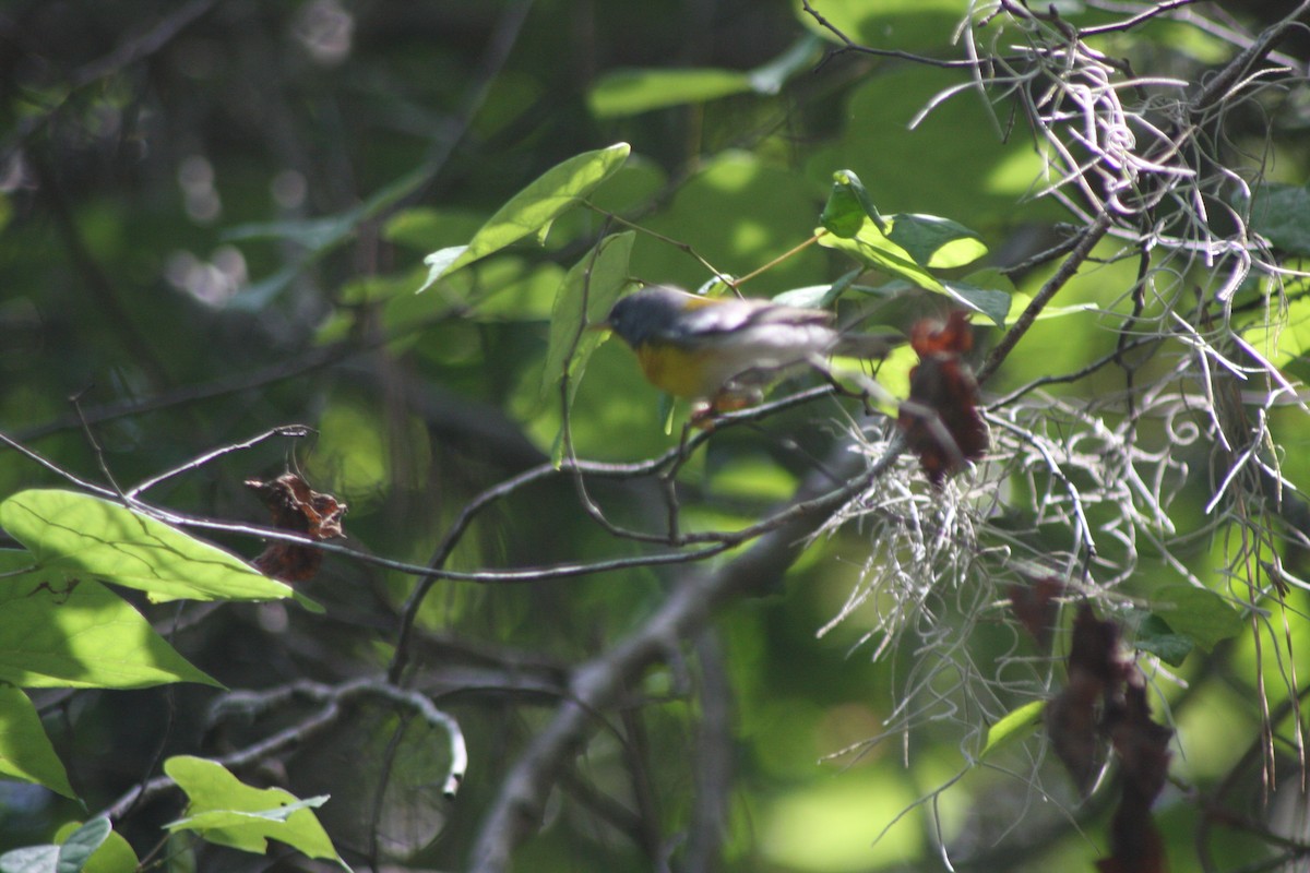 Northern Parula - ML635847974