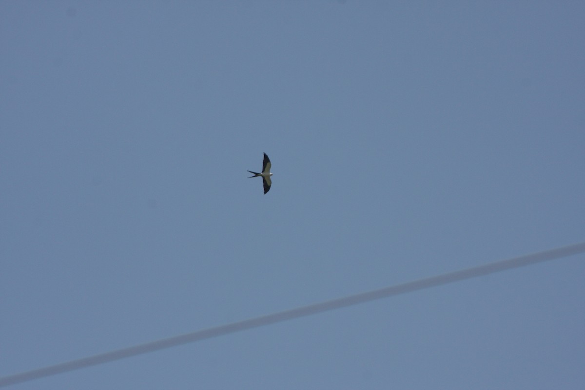 Swallow-tailed Kite - ML635847980