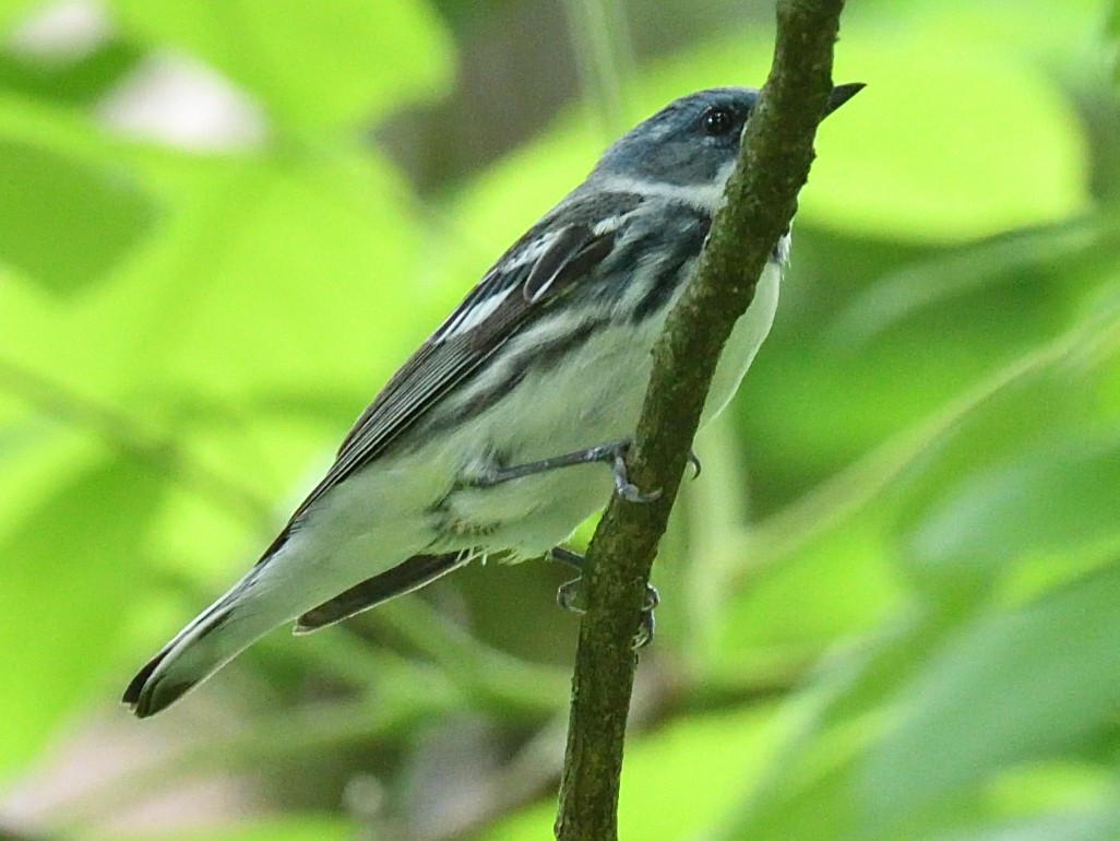 Paruline azurée - ML635848026