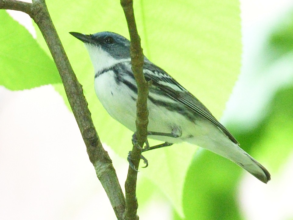 Paruline azurée - ML635848027