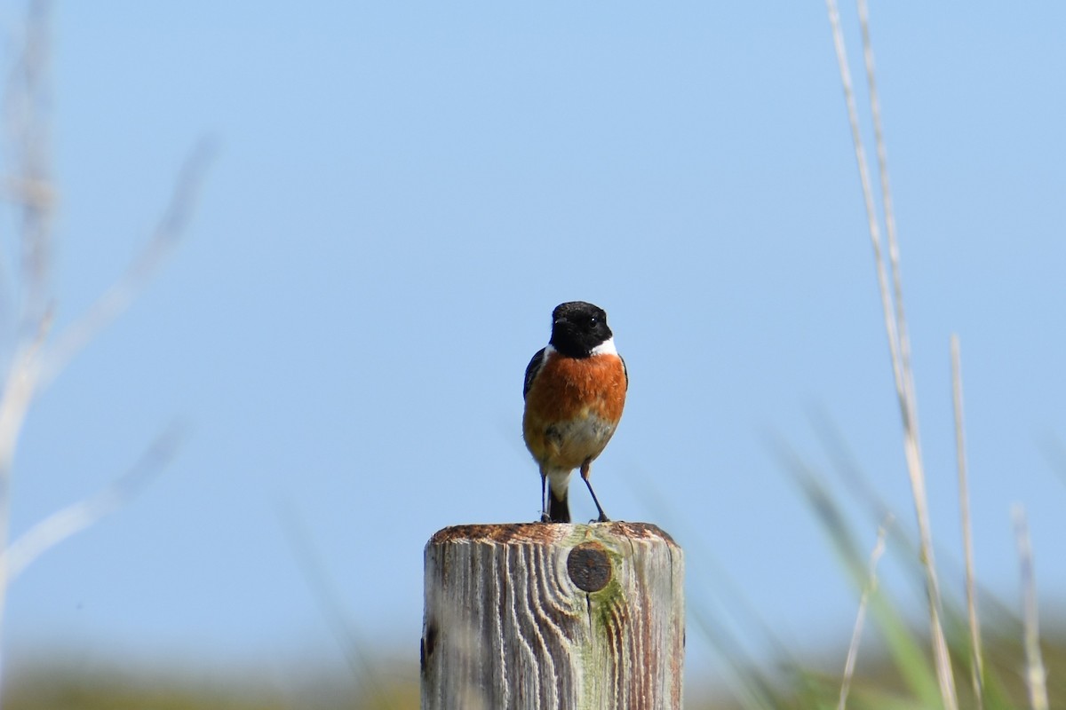 European Stonechat - ML635848031