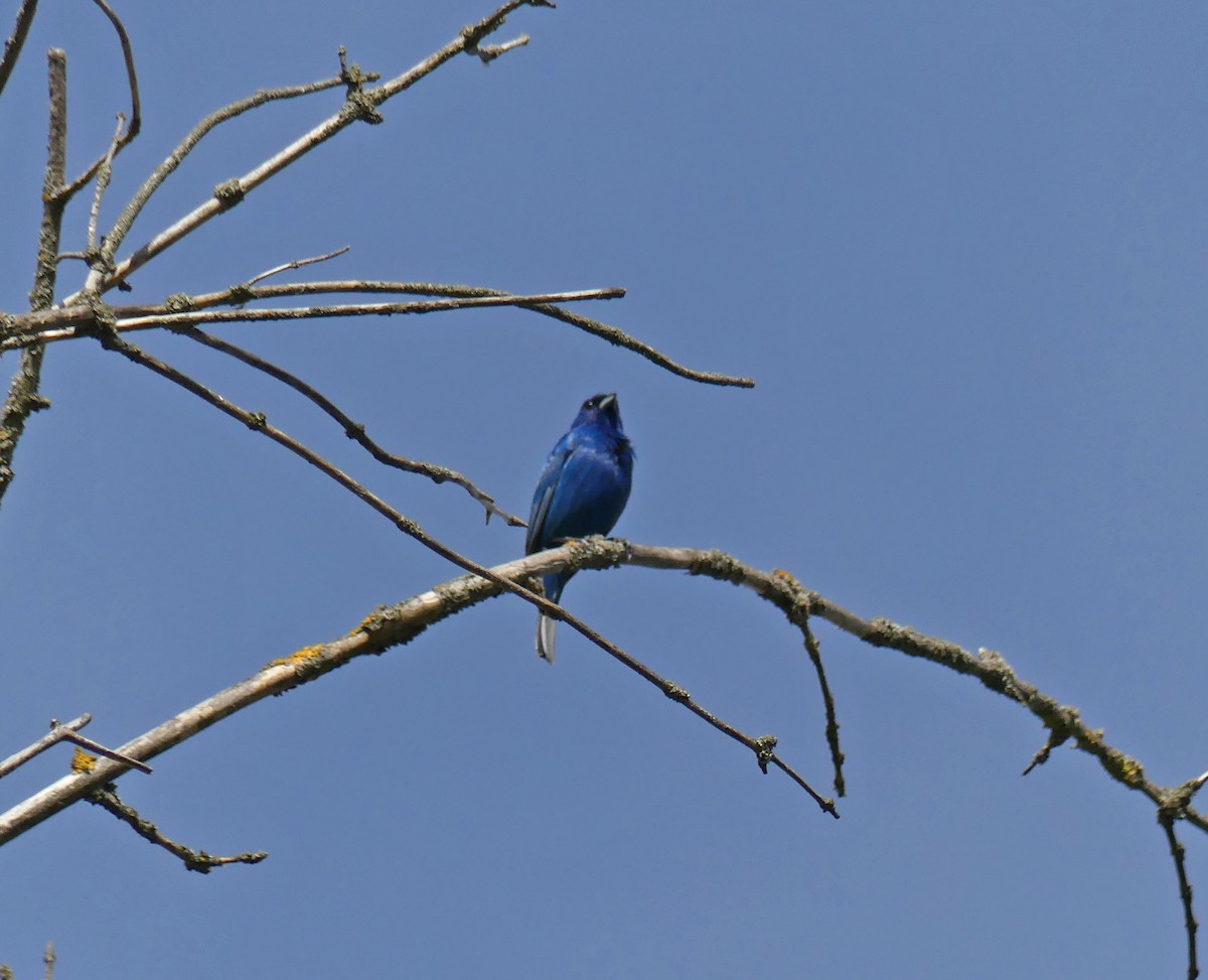 Indigo Bunting - ML635848040