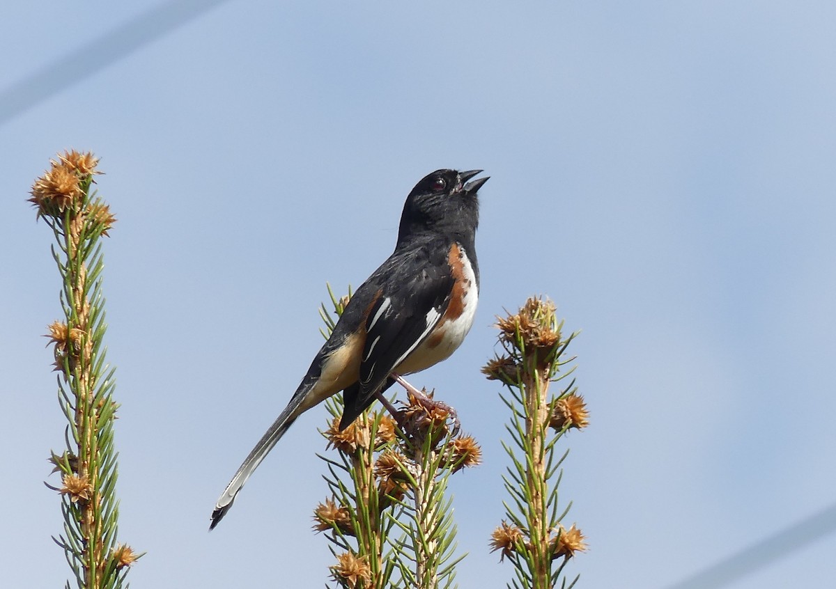 Eastern Towhee - ML635848083