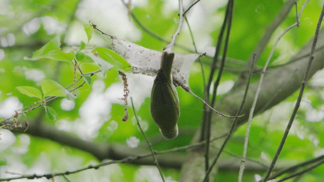 Vireo occhirossi - ML635848109