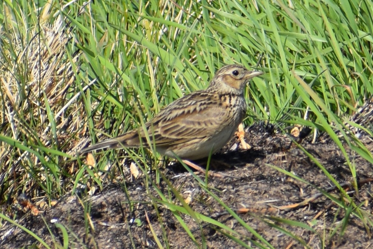 Eurasian Skylark - ML635848121