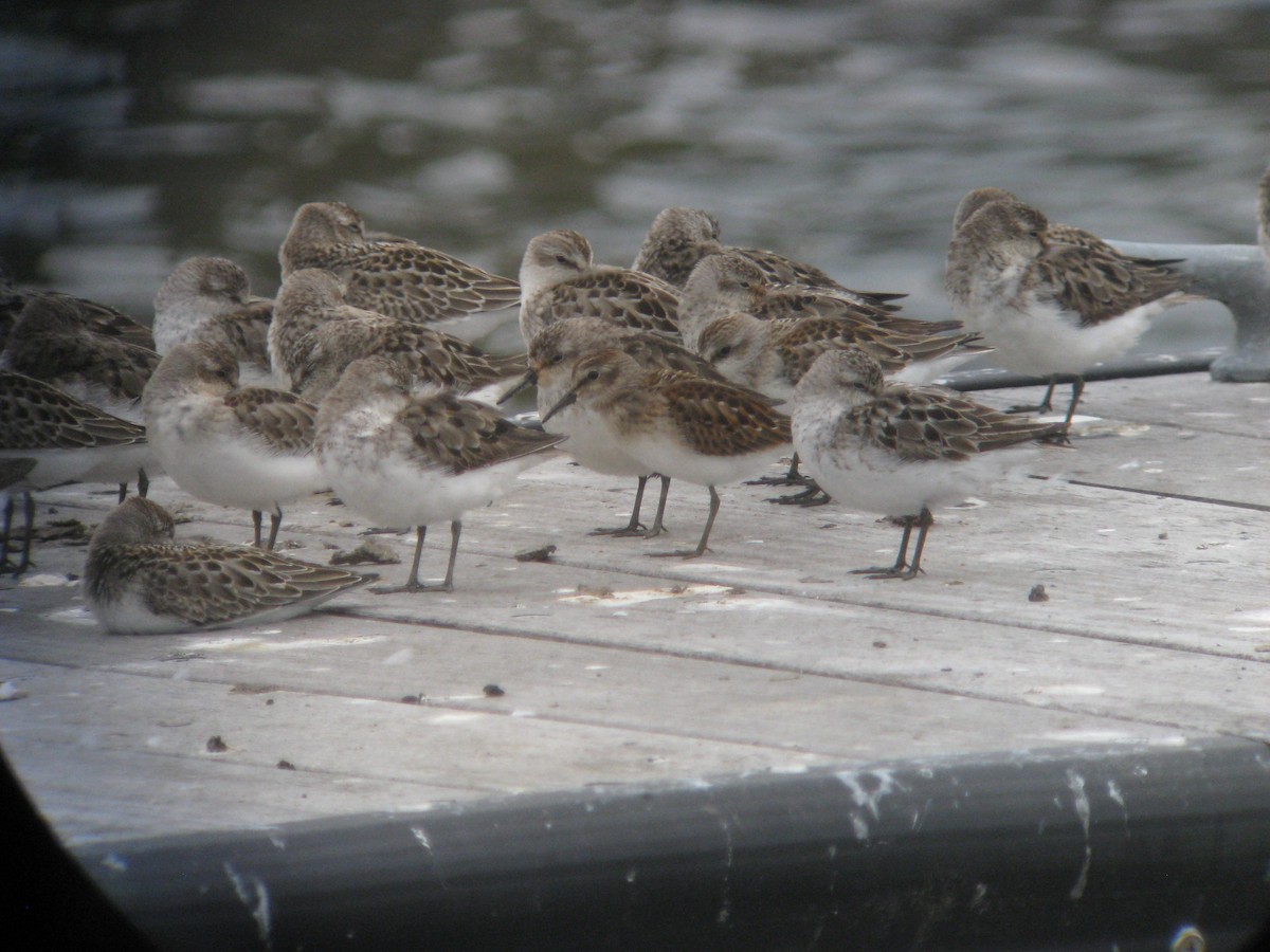 Least Sandpiper - ML635848146
