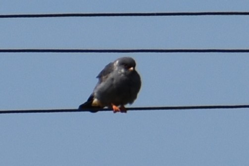 Red-footed Falcon - ML635848171