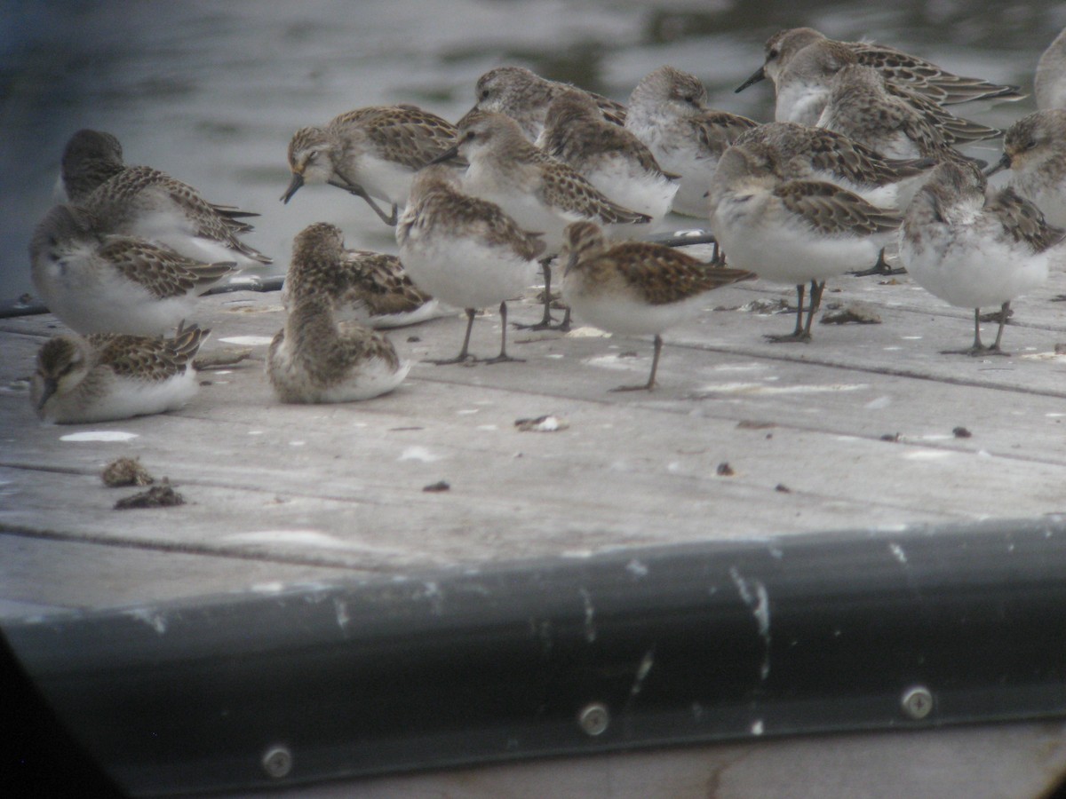 Semipalmated Sandpiper - ML635848180