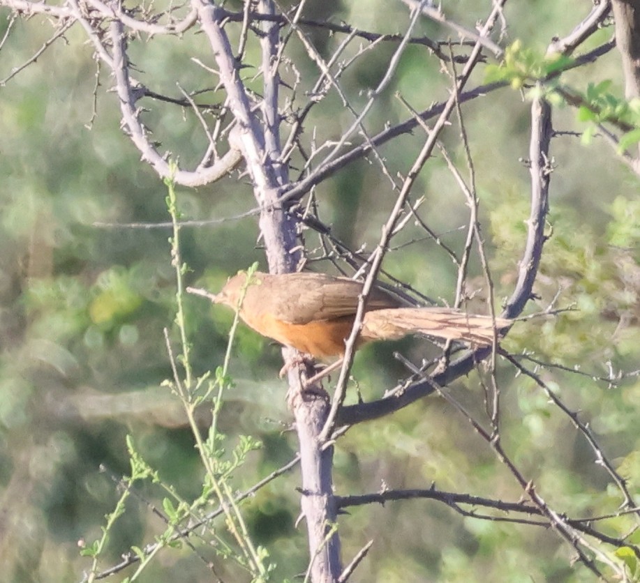 Rufous Chatterer - ML635848201