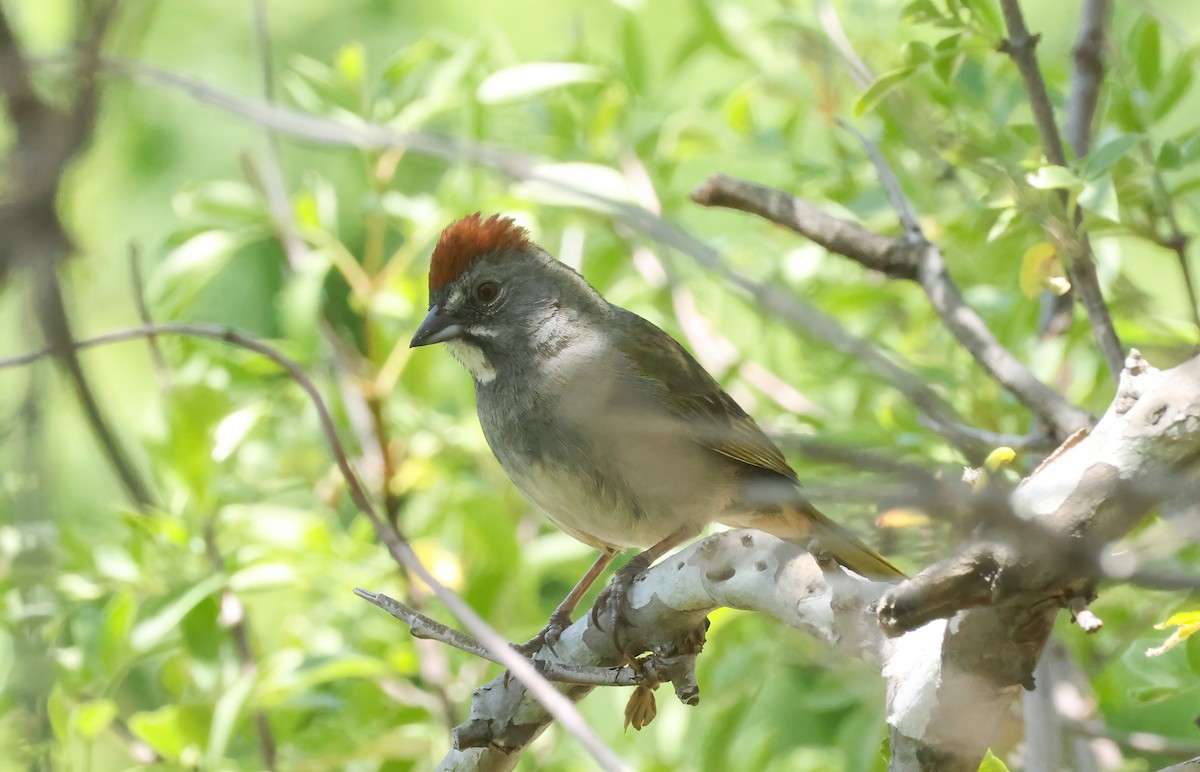 Green-tailed Towhee - ML635848256