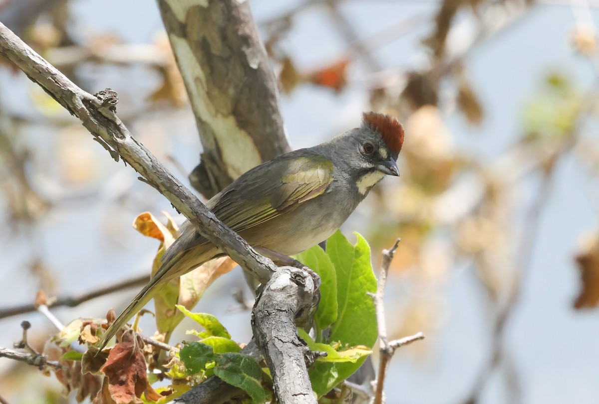 Green-tailed Towhee - ML635848258