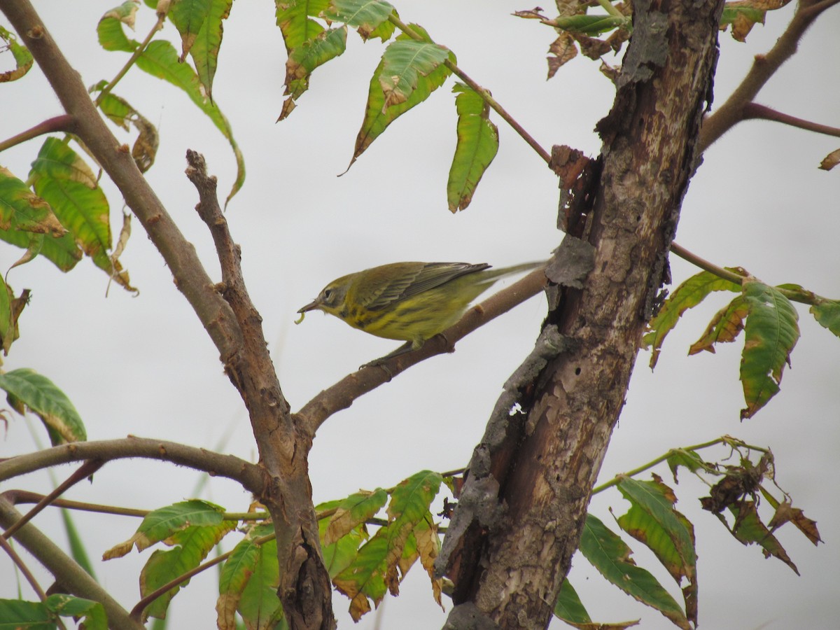 Prairie Warbler - ML635848270