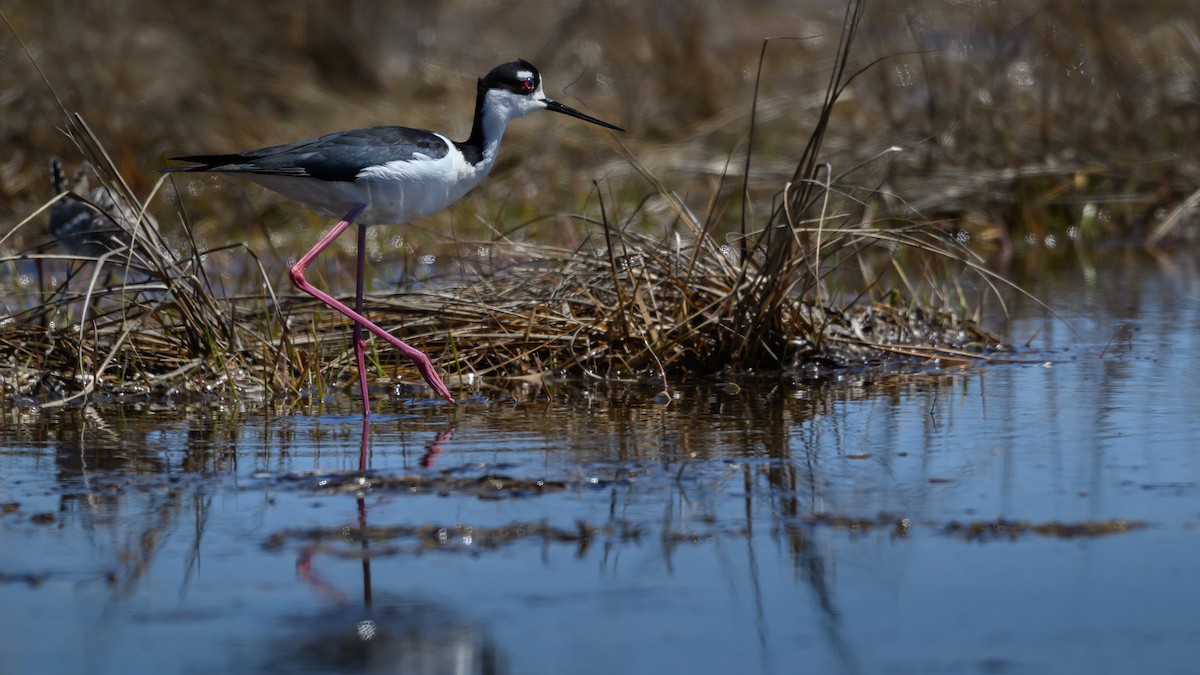 Black-necked Stilt - ML635848325