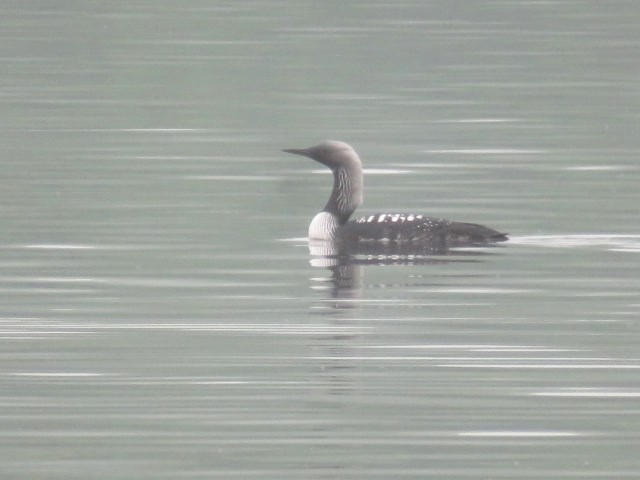 Pacific Loon - ML635848361