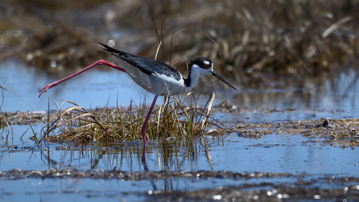 Black-necked Stilt - ML635848365