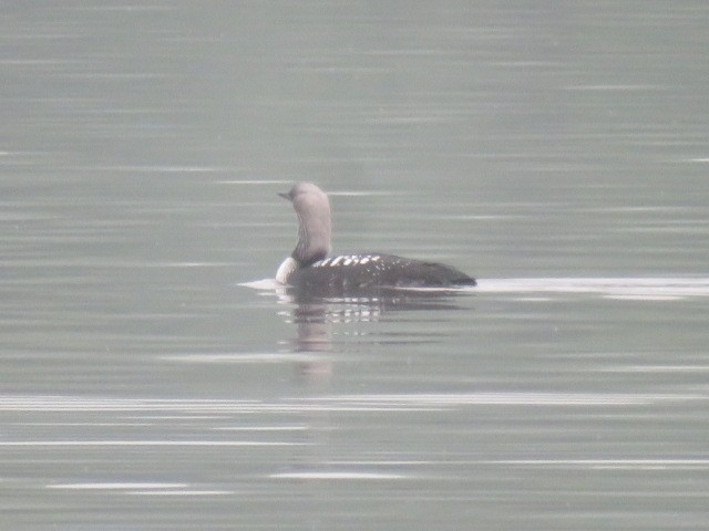 Pacific Loon - ML635848377