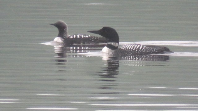 Pacific Loon - ML635848388