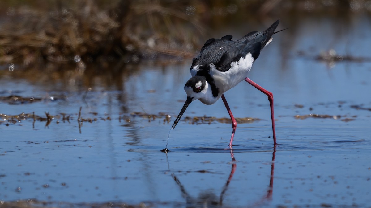 Black-necked Stilt - ML635848443
