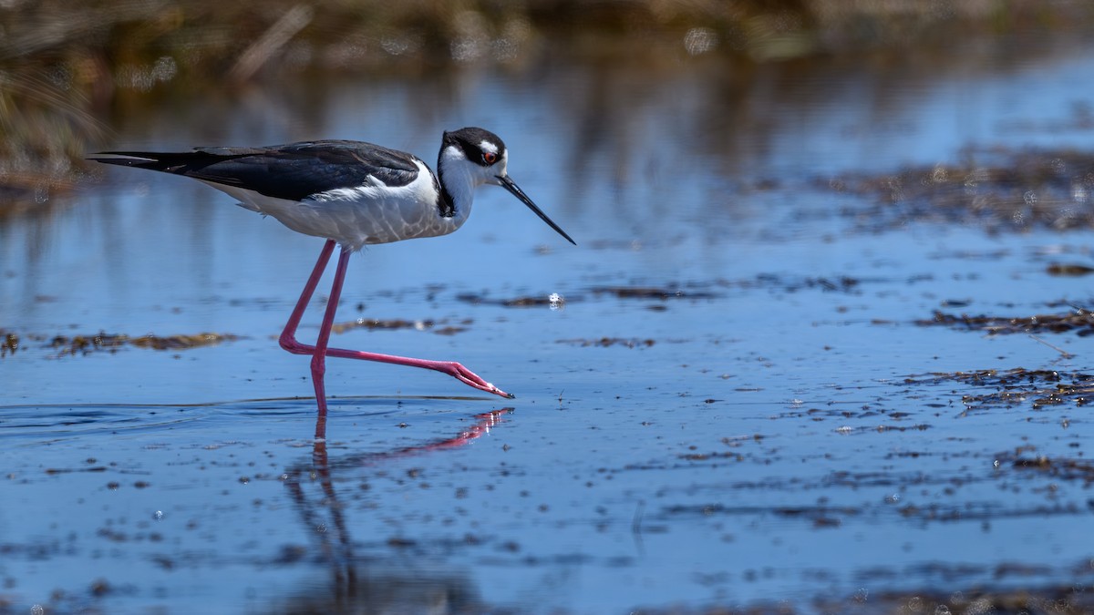 Black-necked Stilt - ML635848444