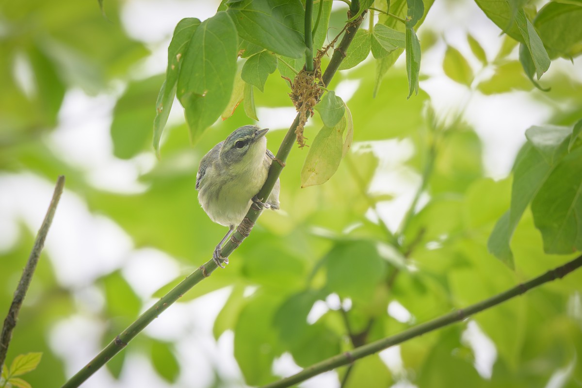 Cerulean Warbler - ML635848480
