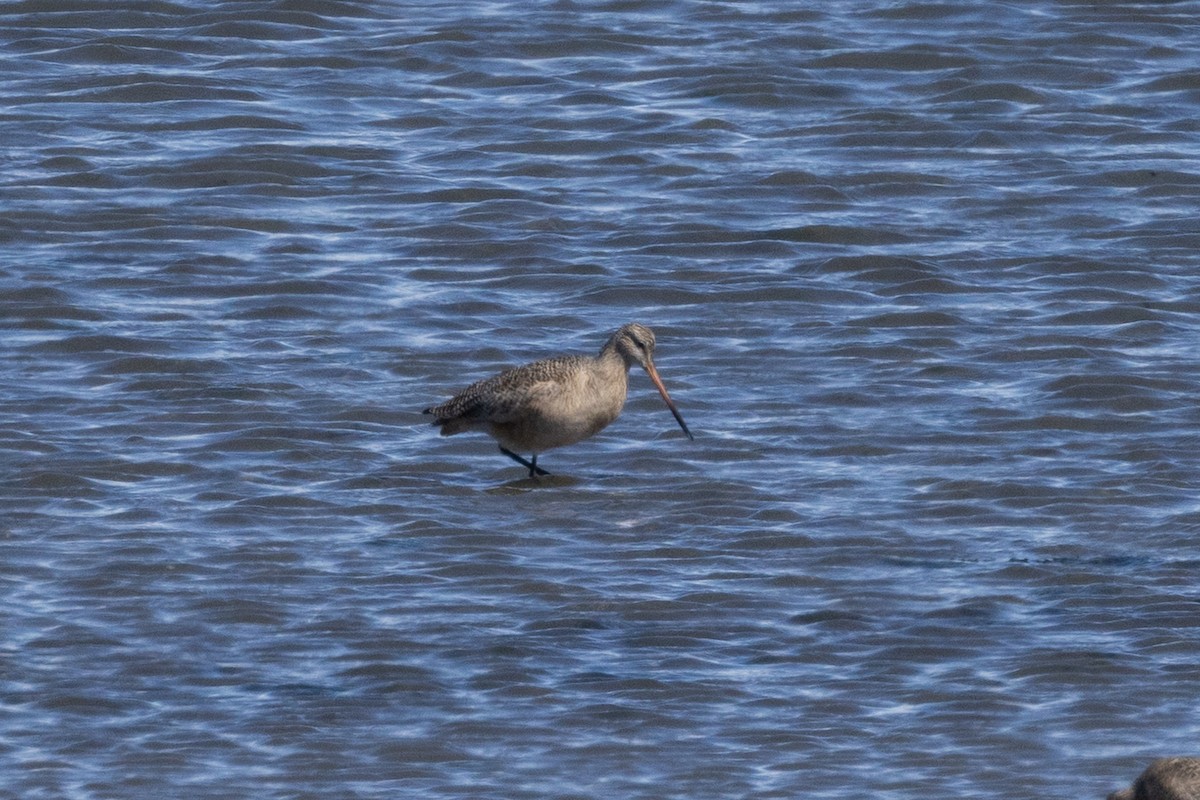 Marbled Godwit - ML635848529