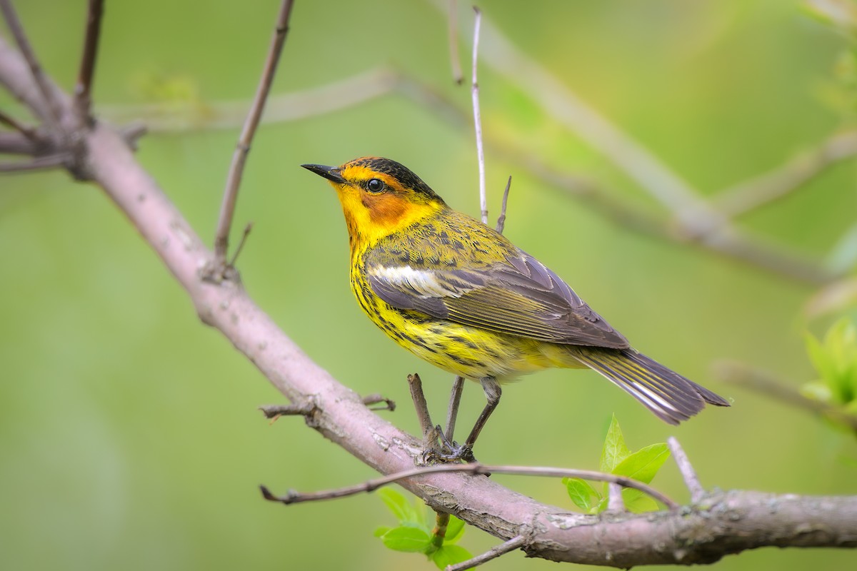 Cape May Warbler - ML635848583