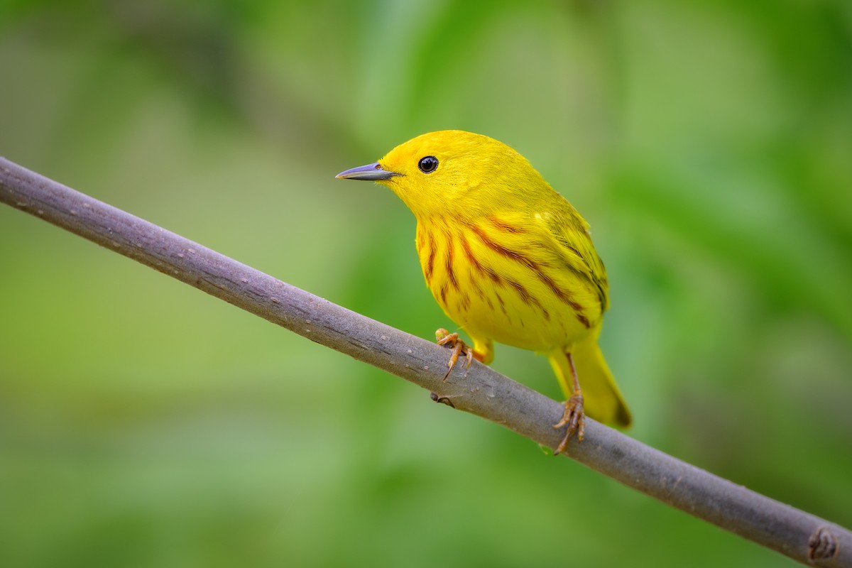 Northern Yellow Warbler - ML635848615