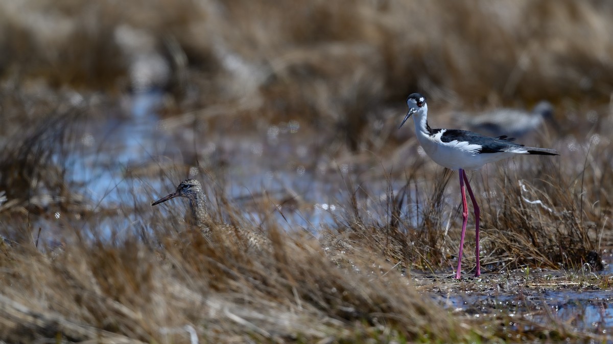 Willet - ML635848616