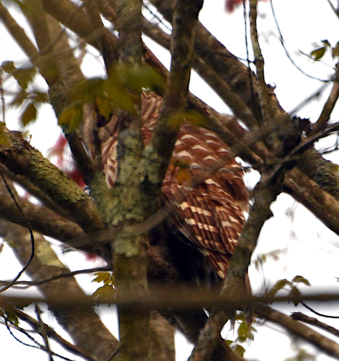Barred Owl - ML635848620