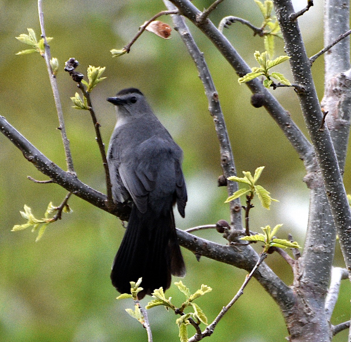 Gray Catbird - ML635848645