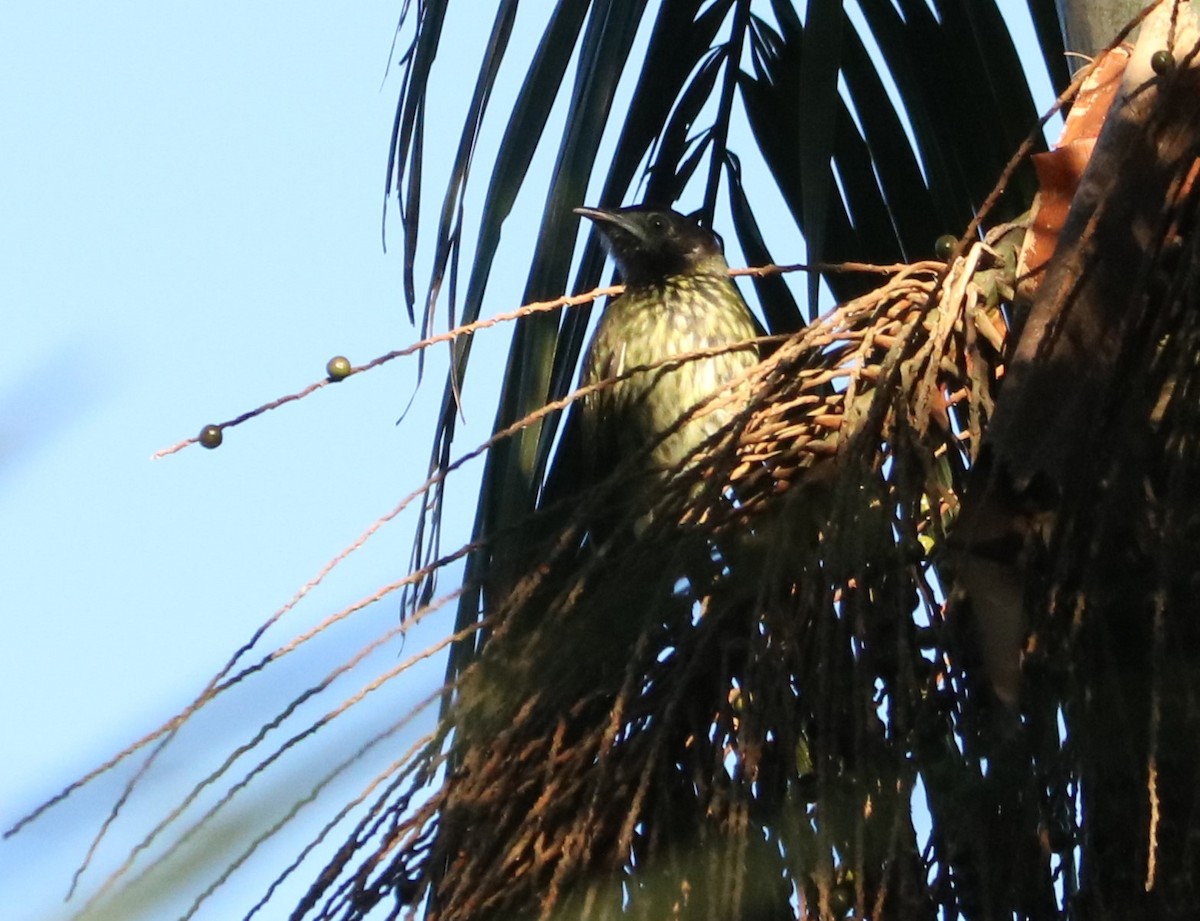 Bare-throated Bellbird - ML635848656