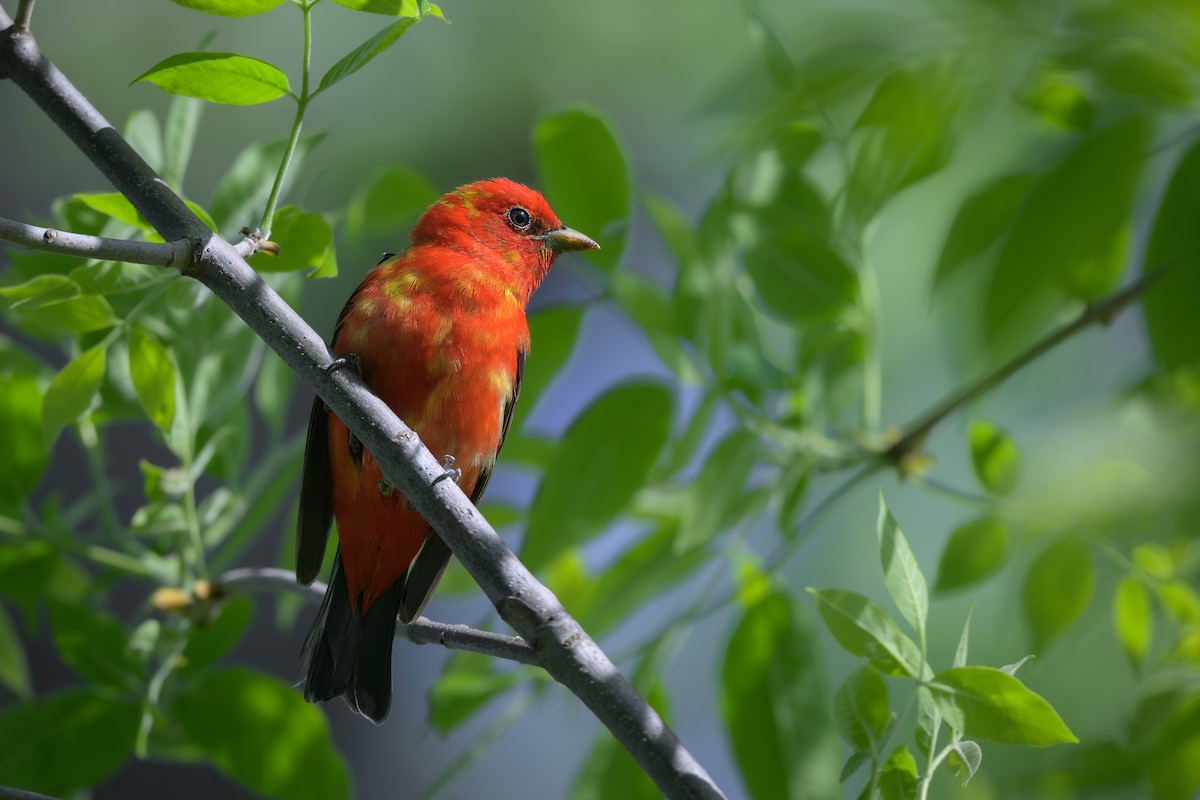 Scarlet Tanager - ML635848679