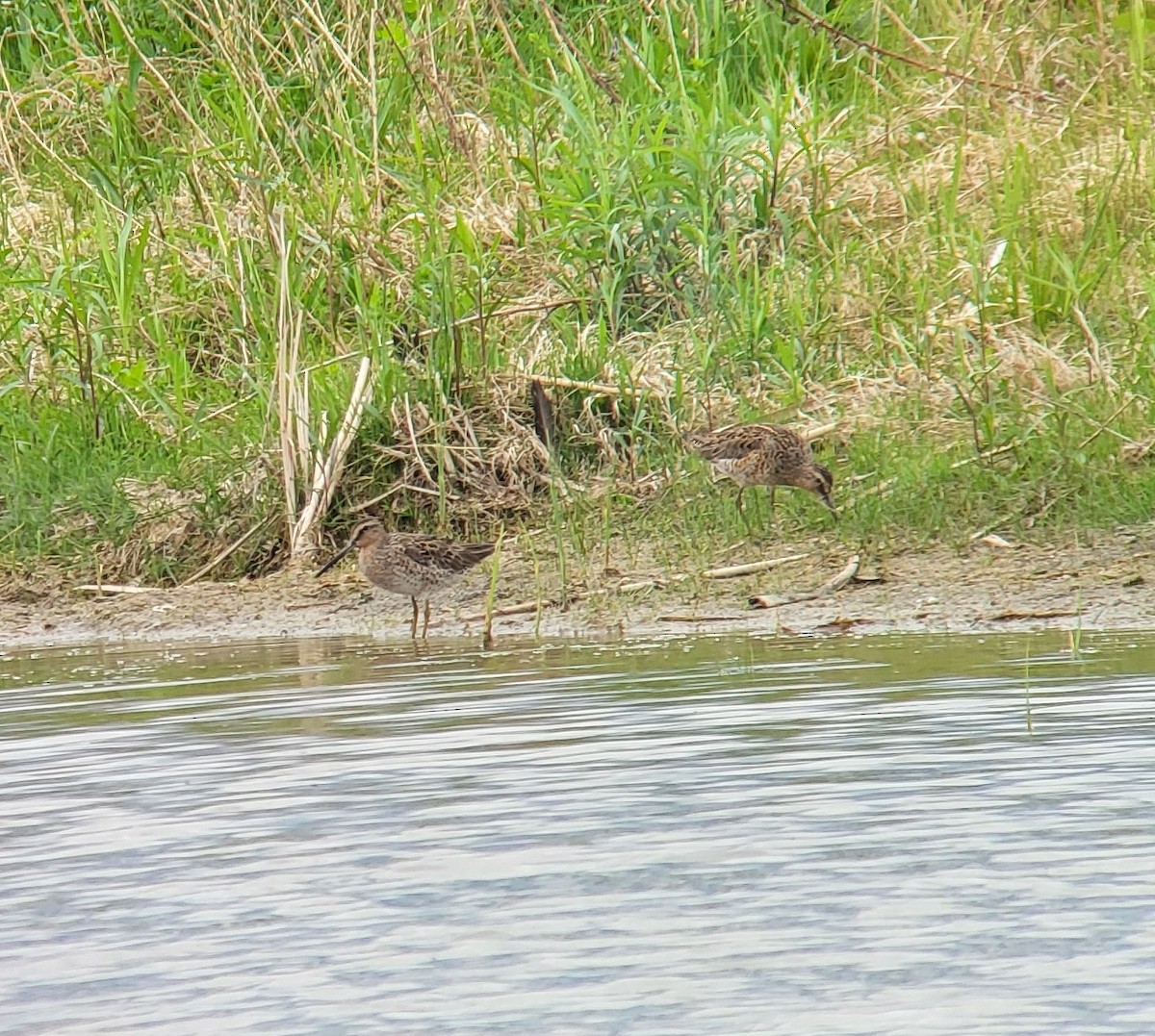 Short-billed Dowitcher - ML635848885