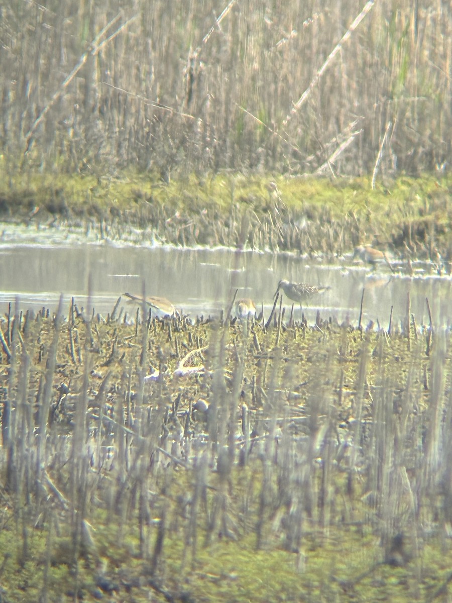 Stilt Sandpiper - ML635848946