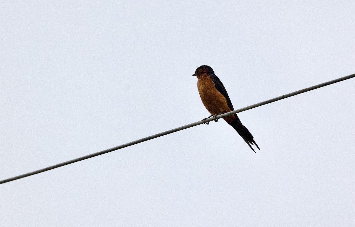 Sri Lanka Swallow - ML635849084