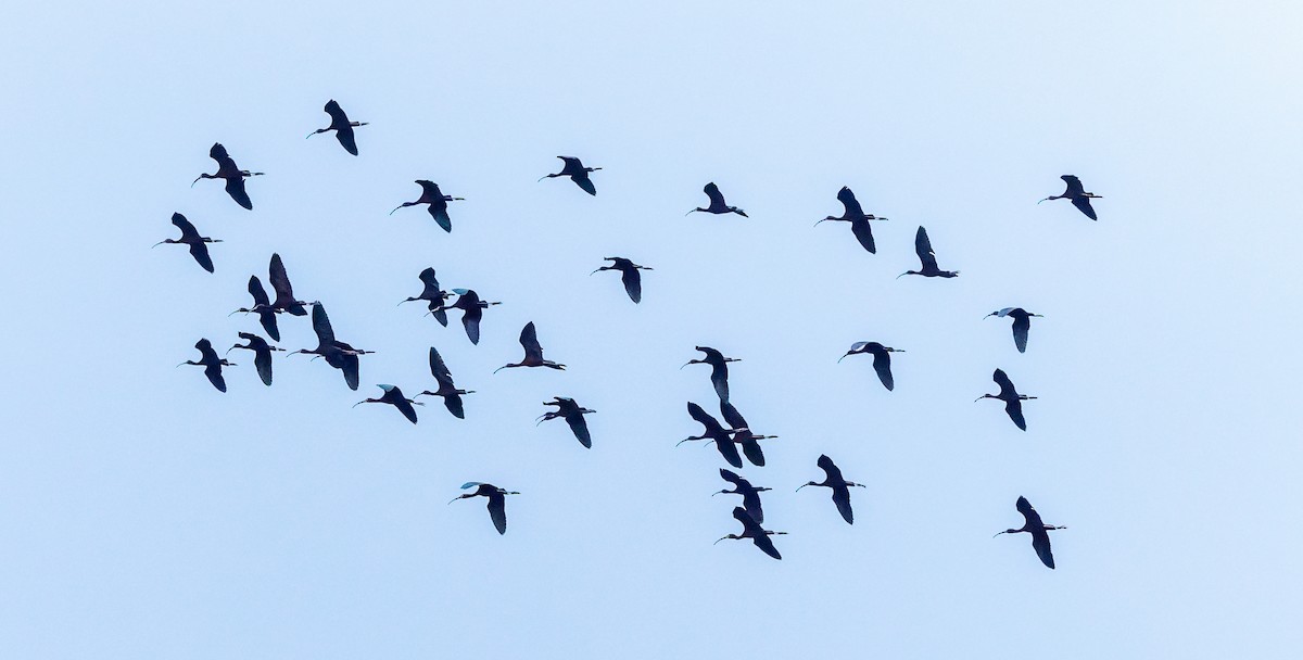 White-faced Ibis - ML635849388